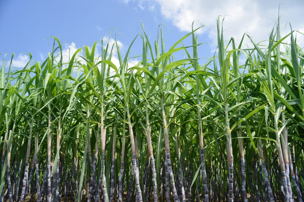 Get to Know Sugarcane Better Simple Plant