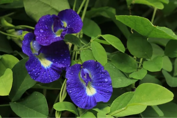 About Us Dried Butterfly Pea FlowerUS$95.26/kilogram