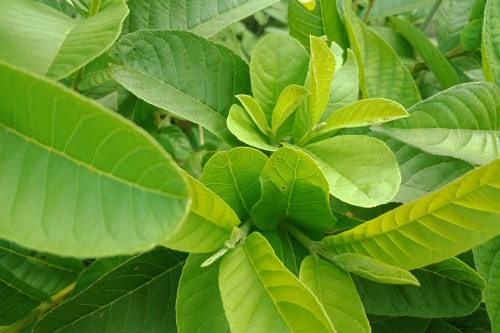 About Us Dried Guava LeavesUS$61.84/kilogram