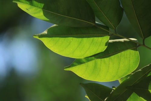 About Us Ketapang Leaves