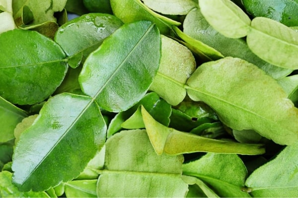 About Us Dried Lime LeavesUS$51.15/kilogram