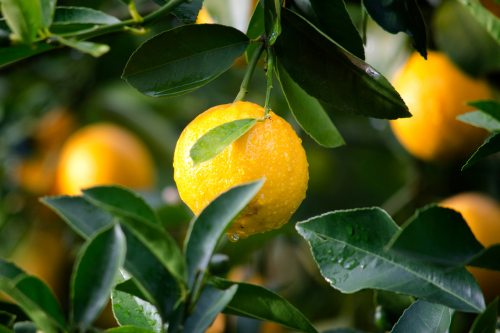 About Us LemonUS$45.03/kilogram