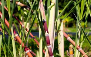 Blog Simple Plant