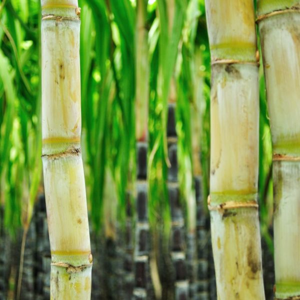 Sugar Cane (4)-min Sugar Cane (4)-min