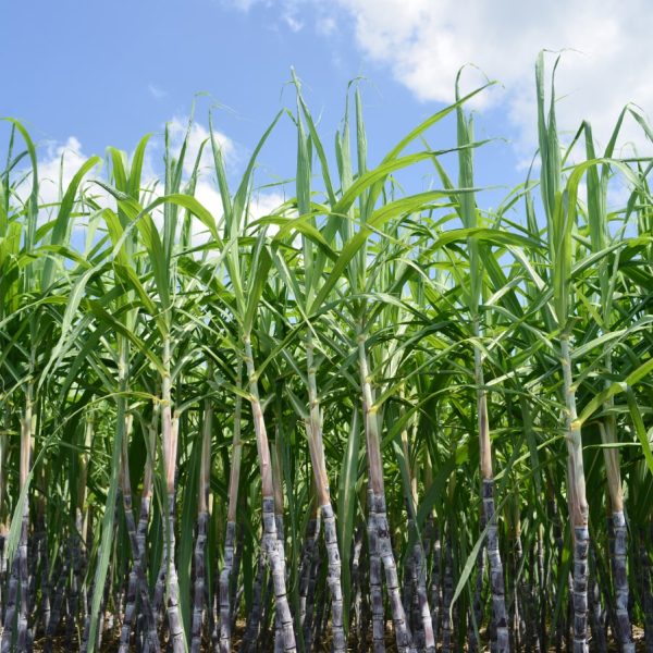 Sugar Cane (5)-min Sugar Cane (5)-min