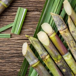 Sugar Cane-min Sugar Cane-min
